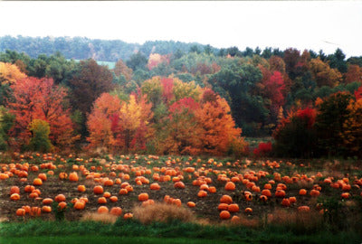 Pumpkin Hues
